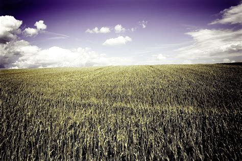 2560x1600 Ukraine Field Wheat Crops Wallpaper Coolwallpapersme