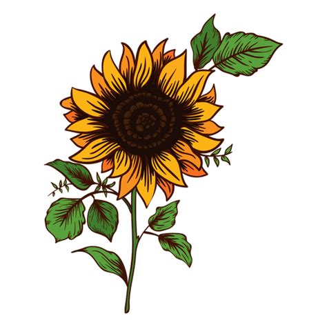 Sunflower Drawing Transparent Png And Svg Vector File