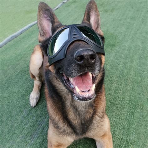 Dog Glasses Waterproof Snow Proof Pet Goggles Soft Frame Comfortable