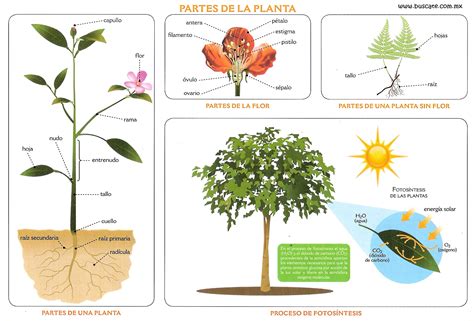 Imagenes De Partes De Una Planta El Dibujo De La Planta Con Sus