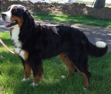 The bernese mountain dog mix can have multiple purebred or mixed breed lineage. Great Bernese Mountain Dog Puppies for Sale Colorado
