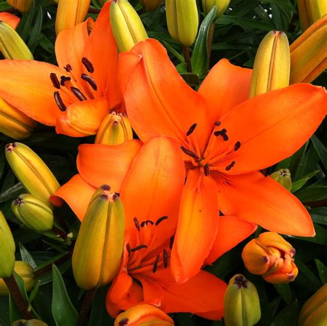 Lilium Asiatic Tiny Dino Asiatic Lily Uspp 16307 45 Pot