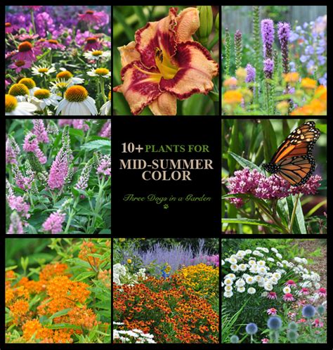 10 Plants For Mid Summer Color Laptrinhx News