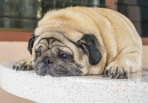Fat Pug Dog Laying On The Table Stock Photo Image Of Outdoor Male