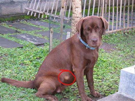 Lipomas In Dogs Infiltrative Causes Removal And Pictures Dogs