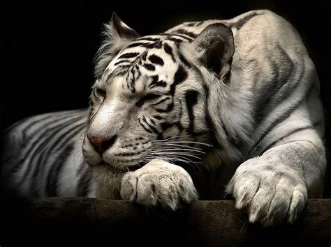 290 White Tiger HD Wallpapers And Backgrounds