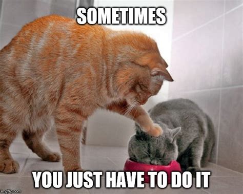 25 Funny Bad Cat Memes Factory Memes