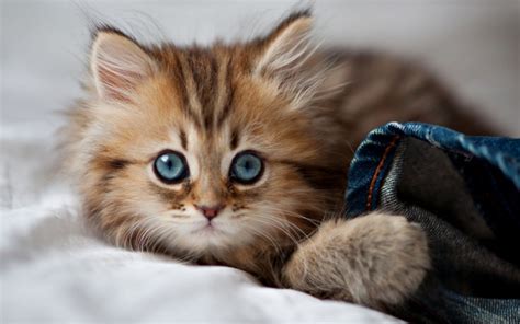 Cute Kittens Aranyos Kiscicák Megaport Media Képek Videók Animációk