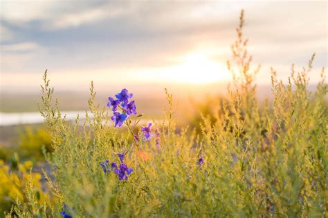 wallpaper id 226575 a plant with purple flowers in tall grass during sunset sunset over