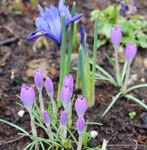 Officially irish may day holiday is the first monday in may. Snowdrops And Daffodils And Flowers Of The Spring | Irish ...