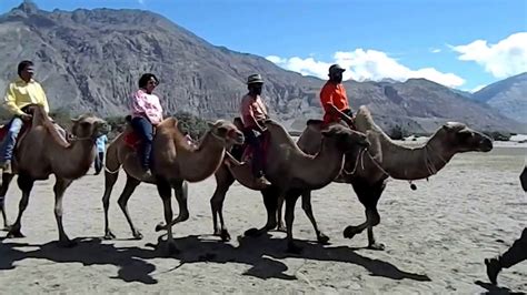 While travelling to nubra valley from leh i saw a complete white horse like the unicorn in harry potter. Nubra Valley: Amazing Desert Safari (Camel Riding) - YouTube
