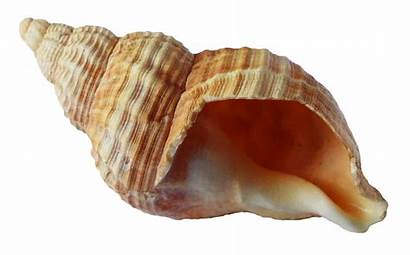 Shell Sea Transparent Seashell Ocean Purepng Shells