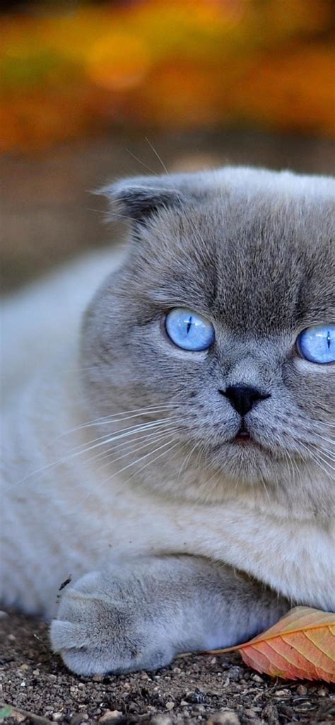 A Beautiful White Scottish Fold Cat With Blue Eyes
