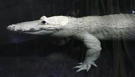 Rare White Alligator To Make Debut At Hogle Zoo Deseret News