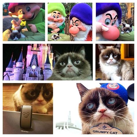 Grumpy Cat Disney World Cats Pinterest