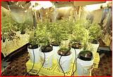 Photos of Marijuana Grow Room Pictures