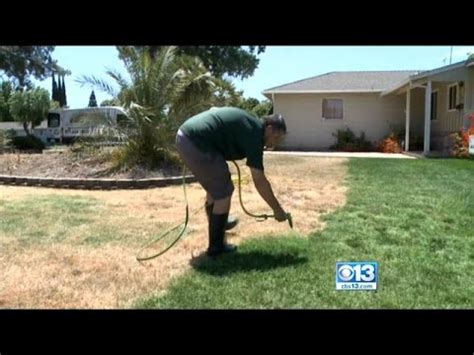 Heather v draining in the backyard. Forget Water: Brown Lawns Just Need A Coat Of Green Paint ...