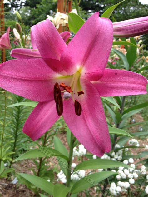 Lily Lilium Competition In The Lilies Database