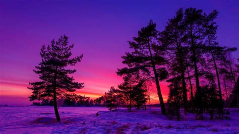 Download Nature Purple Sky Sunset Snow Tree Winter Hd Wallpaper