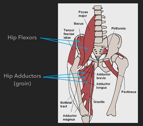 Hip And Groin Anatomy