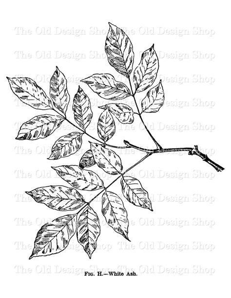 Leaf Clip Art White Ash Leaves Illustration Commercial Use Etsy