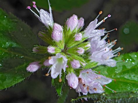 Photographs Of Mentha Aquatica Uk Wildflowers Pink Buds And Flowers