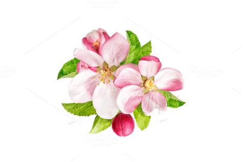 Apple Blossom Clipart 20 Free Cliparts Download Images On Clipground 2022