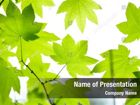 Green Leaves Powerpoint Template Green Leaves Powerpoint Background
