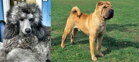 Standard Poodle Vs Chinese Shar Pei Breed Comparison