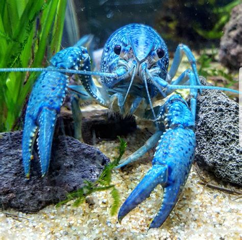 Proud Owner Of This Beautiful Crayfish Beautiful Creatures Animals