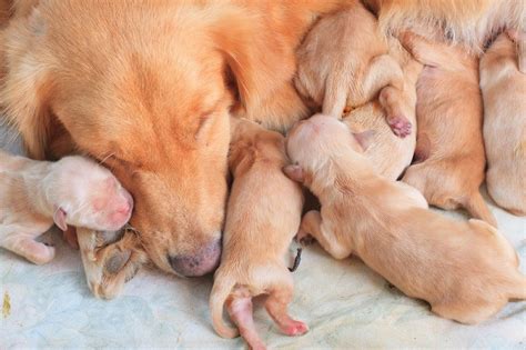 How Long Should A Puppy Be Nursed By His Mother Pet Keen