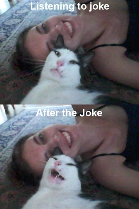 Cat Laughing Cats Laugh Jokes