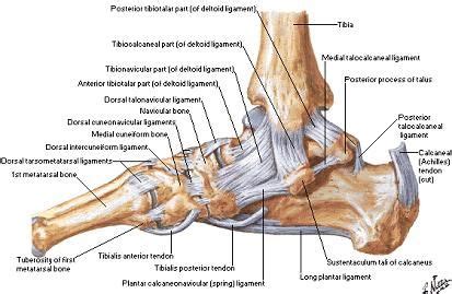 Tendons and ligaments attach muscles to bones. Ligaments of the foot and ankle - lateral view | Ankle ...
