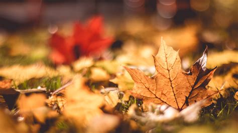 Autumn Leaves Wallpapers Hd Wallpapers Id 25627