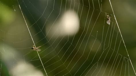 fly caught in spider s web stock footage video 3549602 shutterstock