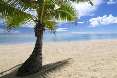 Palm Tree On Tropical Sandy Beach Aitutaki Stock Image Image Of