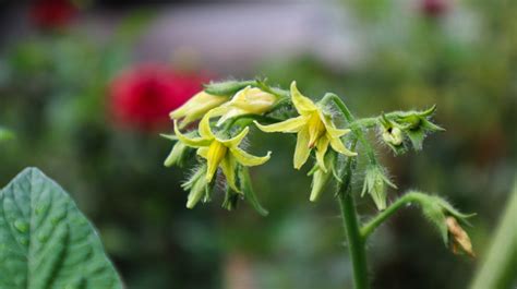 how to hand pollinate tomatoes and why you should tomato bible