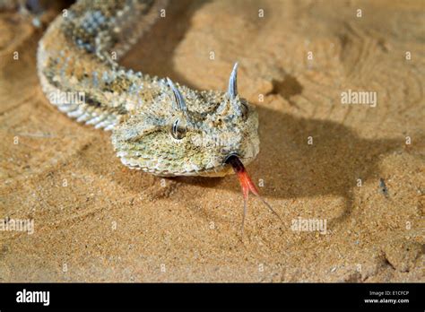 Saharan Horned Viper High Resolution Stock Photography And Images Alamy