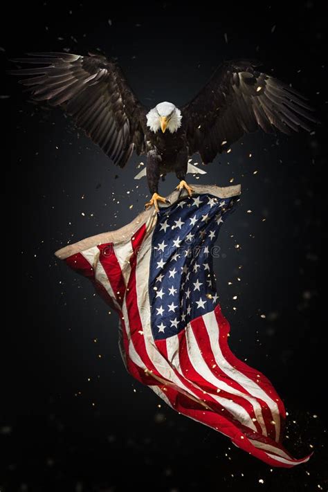 6 American Eagle Flag Flying Free Stock Photos Stockfreeimages