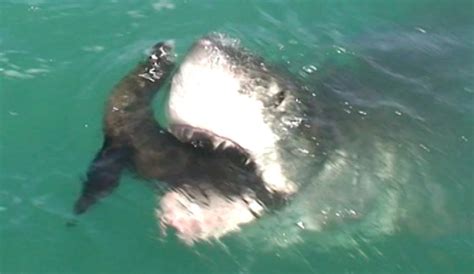 The Brutal Reality Of A Great White Shark Attacking A Seal Caught On Film