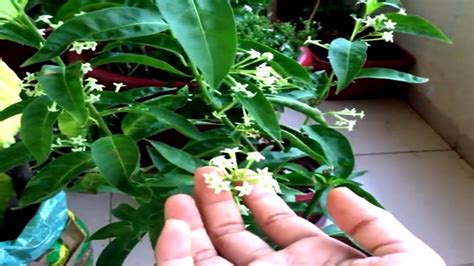 Organic liquid houseplant fertilizers are made from liquid kelp, fish emulsion, compost tea, worm tea, liquid bone meal, rock phosphate, plant extracts, and humic acids. GROW & CARE NIGHT BLOOMING JASMIN | RAAT KI RANI| BEST POT ...