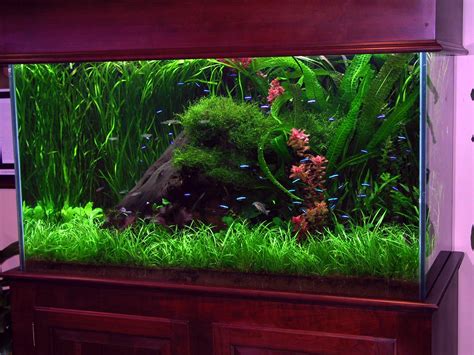 Stunning Freshwater Planted Aquarium Aquarium Aquascape Diy Aquarium