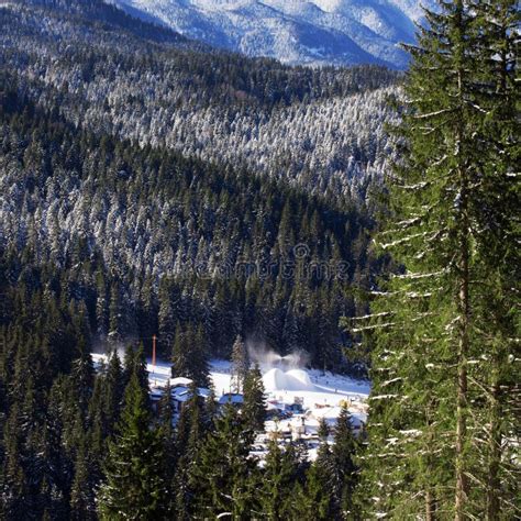 Pine Tree And Mountain Forest In Winter Stock Image Image Of Spruce