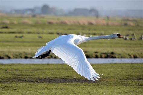 Noble White Swan Flies Low Free Image Download