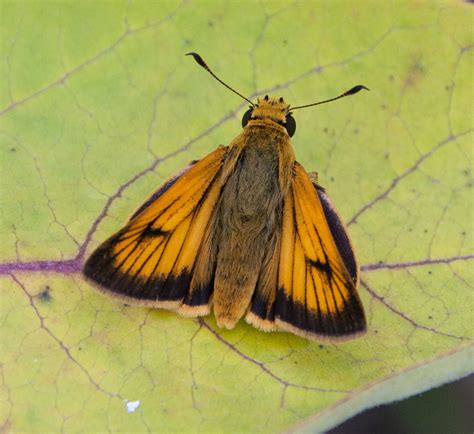 Delaware Skipper Matbio Butterflies And Moths Matanzas Biodiversity