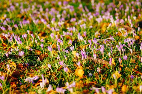 A Lot Of Crocuses In The Grass A Field Of Crocuses In Green Gra Stock