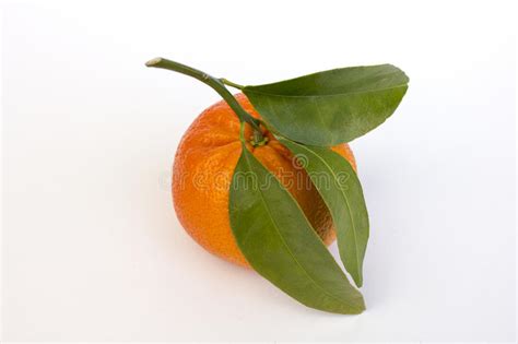 Tangerine Or Mandarin Stock Photo Image Of Natural Nature 65781338
