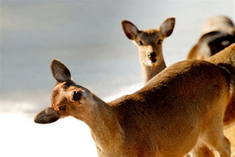 Funny Deer Royalty Free Stock Photos Image 22432868