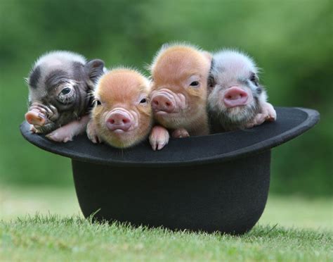 10 Most Adorable Micro Pig Photos Ever Photos Image 1 Abc News
