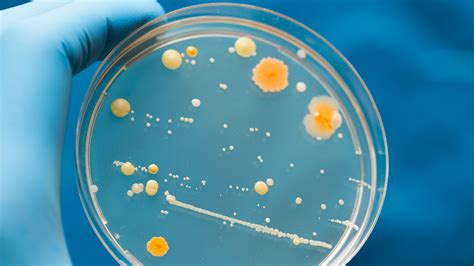 Microrganismos Classificados Como úteis São Os Que Podem Causar Doença